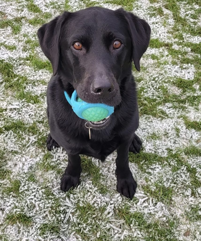 Walter Wall - Play Therapy Assistant